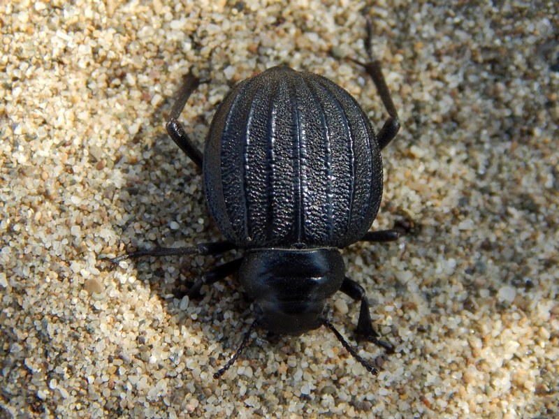 Pimelia bipunctata ssp. papii  - Tenebrionidae